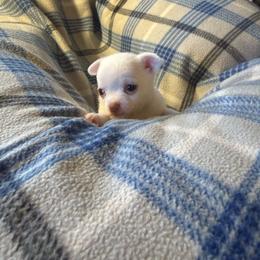 Larry - Cream and white male Chihuahua puppy in Beaumont, Texas from Anastasia’s Tiny Pupps