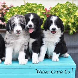 Aussiedoodle Puppies from Wilson Cattle Co.