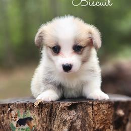 Biscuit - Red male Pembroke Welsh Corgi puppy in Cameron, North Carolina from Butts Family Corgis