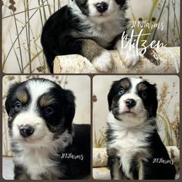(5) Blitzen, BTF - Black tri female Miniature American Shepherd puppy in Huntington, Texas from JKKJ Farms
