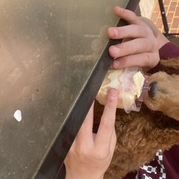 Aussiedoodle, Bernedoodle, and Poodle Puppies from Megan’s Spoiled Standards