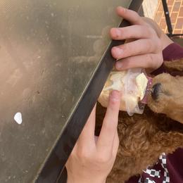 Aussiedoodle, Bernedoodle, and Poodle Puppies from Megan’s Spoiled Standards