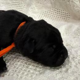 Orange collar - Black male Cane Corso puppy in Utah from 3Lake Kennelz