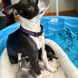 Boston Terrier Puppies from Smith Sister Kennels