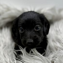 AKC Green - Black male Dachshund puppy in Bartlesville, Oklahoma from OkieDokieDox
