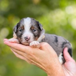 Pope - Blue merle male Bernedoodle puppy in Bellville, Ohio from Bernedoodle Buddies