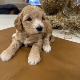 Ivy - Apricot female Goldendoodle puppy in Jones, Michigan from KaZoo Doodles