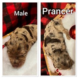Aussiedoodle Puppies from Woodfield Doodle Farm