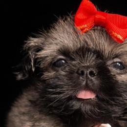 Girl 1 smallest red bow - Black and tan female Shih Tzu puppy in Marion County, Tennessee from Jenkins Puppy Paradise