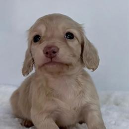 Isolde - Cream female Dachshund puppy in Sacramento, California from HEFFERNAN HOUNDS