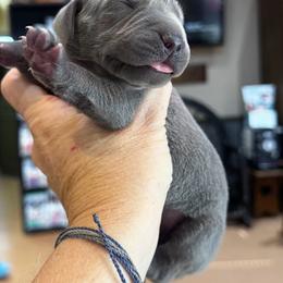 Ruger - Blue male Weimaraner puppy in Taylorsville, Mississippi from Southern Magnolia Weimaraners