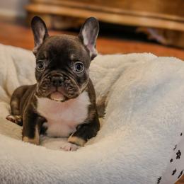 Goose - Tricolors male French Bulldog puppy in Snellville, Georgia from Felicia's French Bulldogs