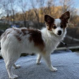 Daisy Mae - white and lemon female Companion Cross puppy in Rocky Top, Tennessee from WayMakers Papillons & Poodles