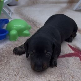 Black and cream smooth male - Black and cream male Dachshund puppy in Killeen, Texas from Southern Dachshunds