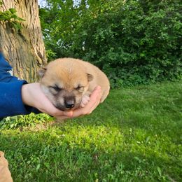 Cooper - Red male Shiba Inu puppy in Carpentersville, Illinois from Veronika's Shiba Inus