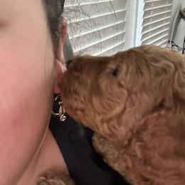 Poodle Puppies from Cano Homestead Poodles