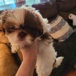 Shih Tzu Puppies from Tammy's Shihtzu Shack
