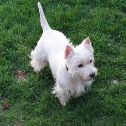 Riley - West Highland White Terrier