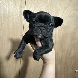 Girl 2 - French Bulldog puppy in Waterproof, Louisiana from 3D Frenchies LLC
