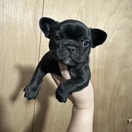 Girl 2 - French Bulldog puppy in Waterproof, Louisiana from 3D Frenchies LLC