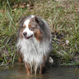 Miniature Australian Shepherds and Toy Australian Shepherds from Down South Aussies