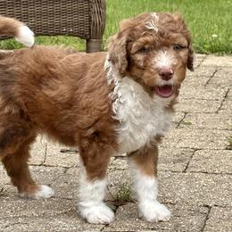 Bernedoodle Puppies from Sandra Bucher