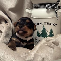 Girl 2 - female Yorkshire Terrier puppy in Goode, Virginia from Glass Hill Yorkies