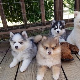 Pomsky Puppies from Acacia Pomskies