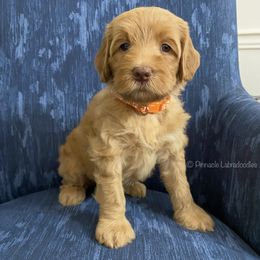 Australian Labradoodle Puppies from Pinnacle Labradoodles