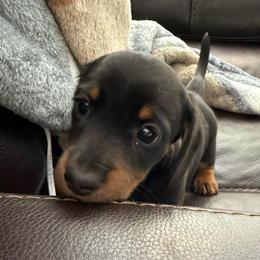 AKC Roscoe - Black and tan male Dachshund puppy in Columbus, Ohio from Central Ohio Doxies