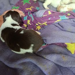 Liver and white boy - Liver and white male Brittany puppy in Graysville, Pennsylvania from Wild Mountain Brittanys