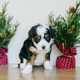 Snowflake - Tri-color female Bernedoodle puppy in Spanish Fork, Utah from K Brand Doodles