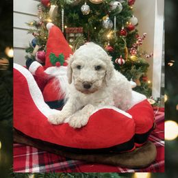 Girl 1 - Parti female Goldendoodle puppy in Cartersville, Georgia from Oodles of doodles nw ga