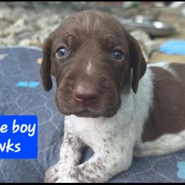 Blue boy - Liver roan male German Shorthaired Pointer puppy in Dahlonega, Georgia from Pointer Mountain Bird Dogs