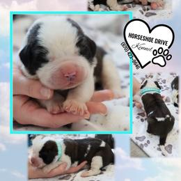 Noelle - Brown and white female Saint Bernard puppy in Green Forest, Arkansas from Horseshoe Drive Kennel