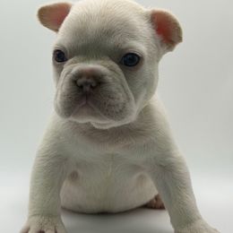 Blizzy - White male French Bulldog puppy in San Leandro, California from City of Frenchies