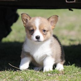 American Corgi, French Bulldog, and Pembroke Welsh Corgi Puppies from Moonstone Corgis & Frenchies