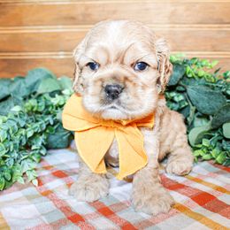 Cavalier King Charles Spaniel, Cavapoo, Cockapoo, and Cocker Spaniel Puppies from Double M Cocker Spaniels