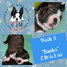 Banks - Red male Boston Terrier puppy in Jupiter, Florida from CJM Boston and Boxer Puppies