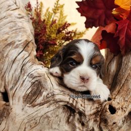 Brown Collar - Brown white and tan male Cocker Spaniel puppy in Stanford, Kentucky from Eagle Cliff Kennel