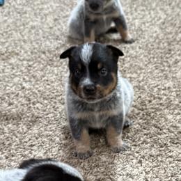 Boy 4 - Blue speckled male Australian Cattle Dog puppy in Concrete, Washington from Back Country Australian Cattle dogs