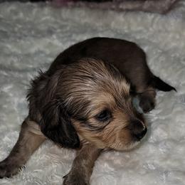 Dachshund Puppies from CLARK'S BREEDING PROGRAM