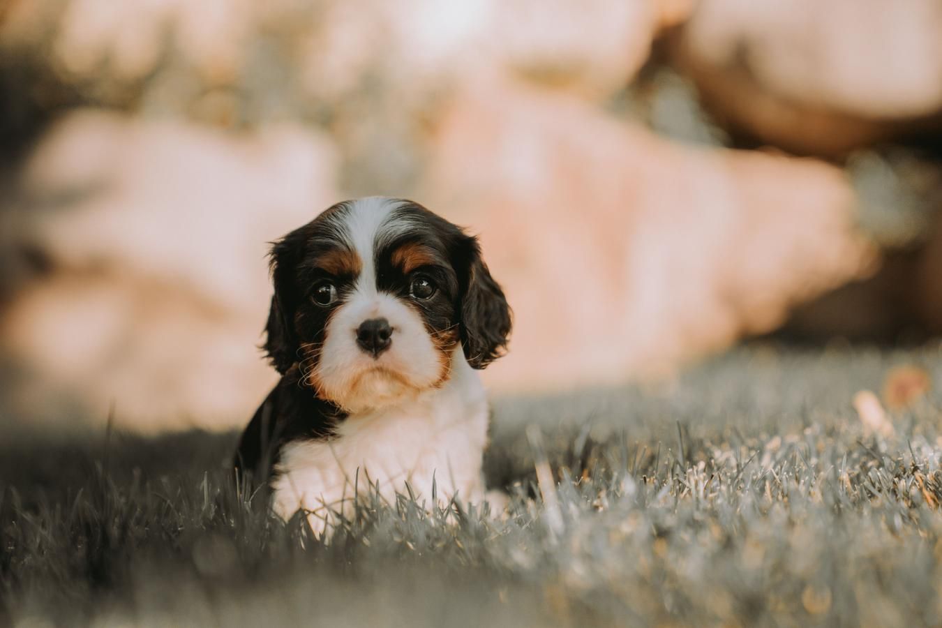 A tiny Cavalier Puppy sits in the grass