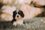 A tiny Cavalier Puppy sits in the grass