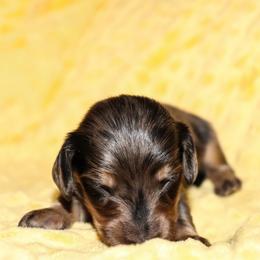 Judd 3500 - Dapple male Dachshund puppy in Coldwater, Mississippi from Mississippi Shorties Miniature Dachshunds