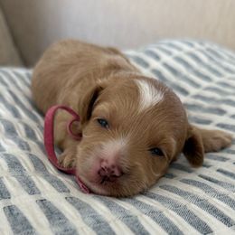 Olivia - Buff female Cockapoo puppy in Yuba City, California from The Doodle Barn