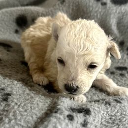 Boy 1 - White male Poodle puppy in Rockvale, Tennessee from Cosmic Chinese Cresteds & Wind-Echo Poodles