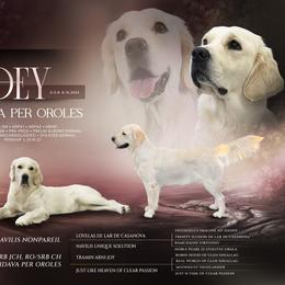 Zoey - Golden Retriever