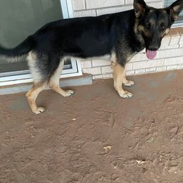 German Shepherd All Grown Up from Blue Phoenix Shepherds