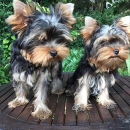 Yorkshire Terrier Puppies from Liz’s Yorkshire Terriers